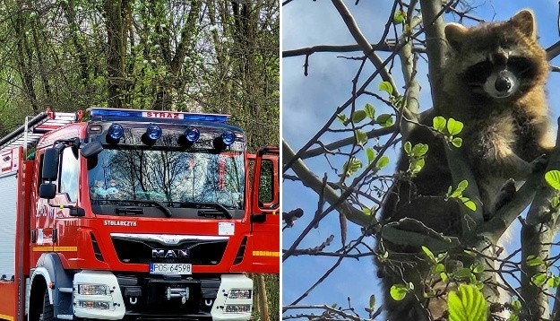 Akcja ratownicza strażaków - szop na drzewie w Sośniach