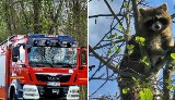 Nietypowa akcja ratunkowa w południowej Wielkopolsce. Szop utknął w koronie drzewa! Zobacz zdjęcia