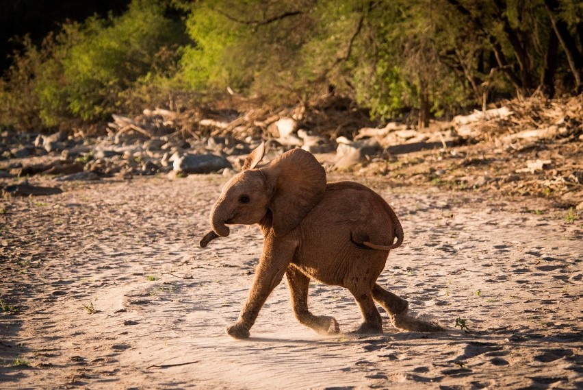 Przedszkolaki z Szemudu adoptowały... słonia. Zwierzę mieszka w Afryce, a dzieci będą wspierać go finansowo