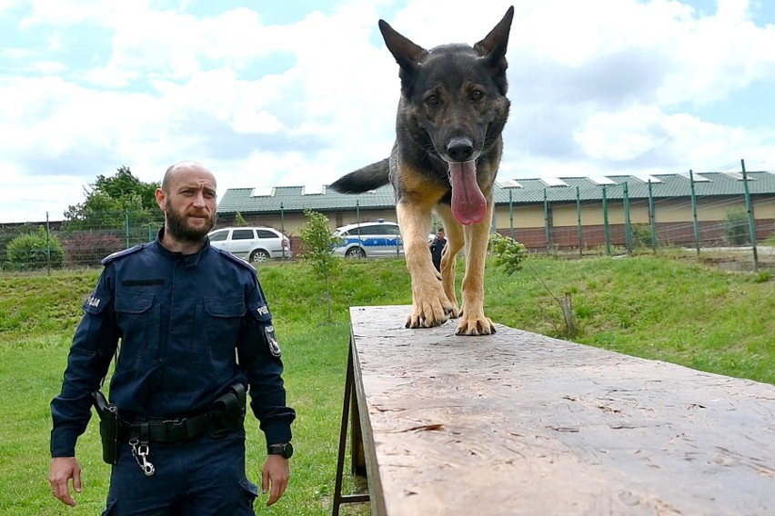 Pies policyjny zajmuje się czynnym patrolowaniem terenu,...