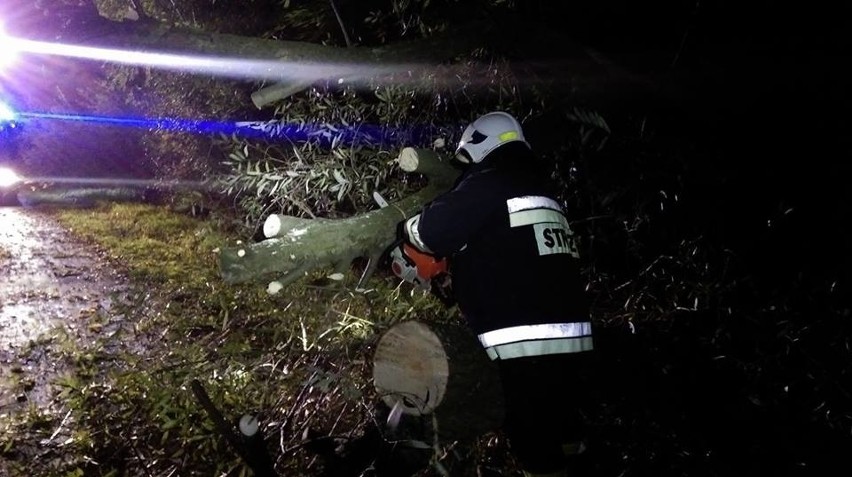 Powalone drzewo ul. Skotnica w Luszowicach