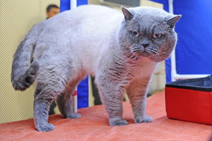 Rasowe koty opanowały klinikę Uniwersytetu Przyrodniczego