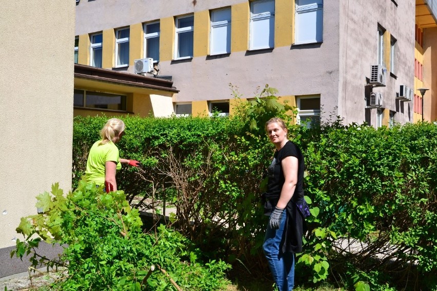 Polscy i ukraińscy wolontariusze sprzątali wokół szpitala we Włoszczowie. Pomogły firmy, instytucje i organizacje. Zobacz zdjęcia