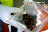 W Rudzie Śląskiej zabezpieczyli 50 działek narkotyków