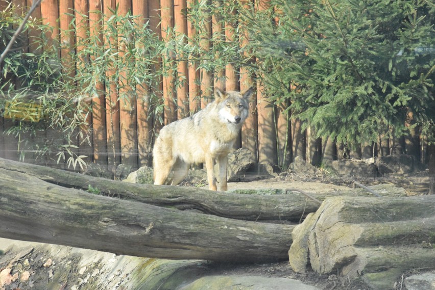 Zoo zbuduje nowy wybieg dla wilków za 2 mln złotych. Planuje też wielką rozbudowę [WIZUALIZACJE]