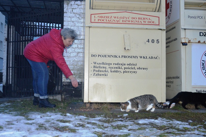 Oni mają wielkie serce do kotów. W Bytowie działają...