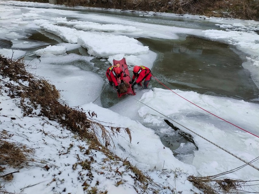 Strażacy uratowali sarnę znajdującą się w zamarzniętym nurcie rzeki Łososina. Miała złamane nogi [ZDJĘCIA]