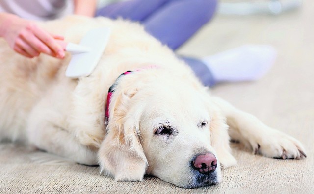 Systematyczne czesanie psa pomoże mu zmienić sierść w okresie jej zrzucania