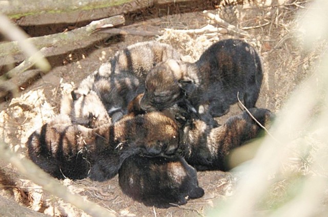Młode wilczki mogły mieć zaledwie 3-4 dni.