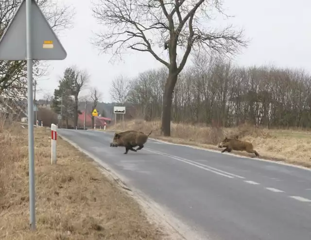 Tym razem dwa goniące się dziki miały szczęście. Udało im się przebiec zanim dojechały auta. Zwierzęta spotkaliśmy obok Olbrachcic w gminie Wschowa.