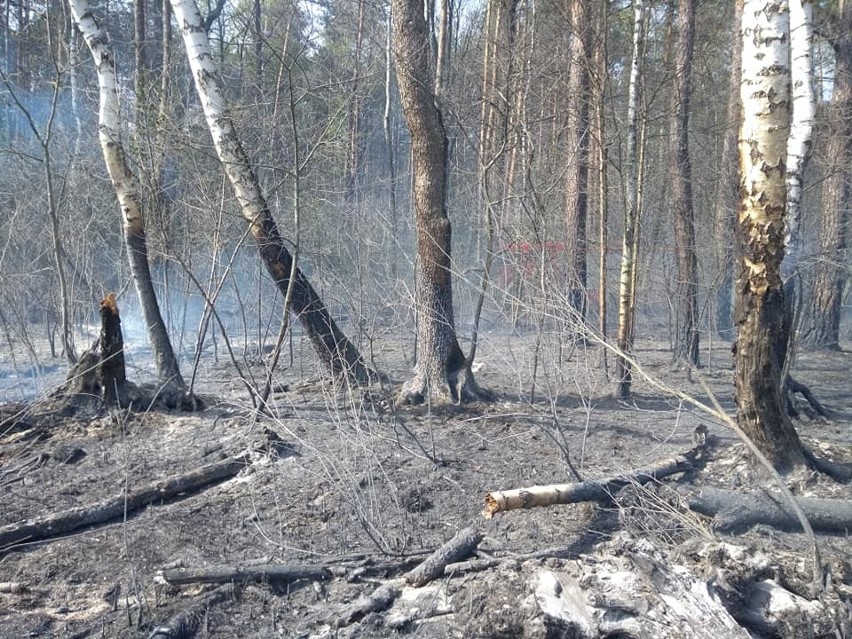 Pożar lasu w miejscowości Bójki. Do akcji wezwano samolot gaśniczy (ZDJĘCIA)