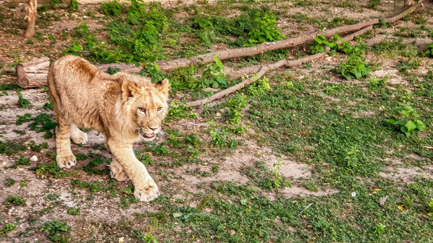Świętokrzyski król zwierząt jest już dużym kociakiem! Nowe zdjęcia lwa Simby w Zoo Leśne Zaicsze [ZDJĘCIA]