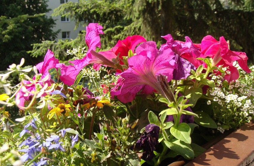 Jakie kwiaty balkonowe śmiecą najbardziej, a które najmniej?...