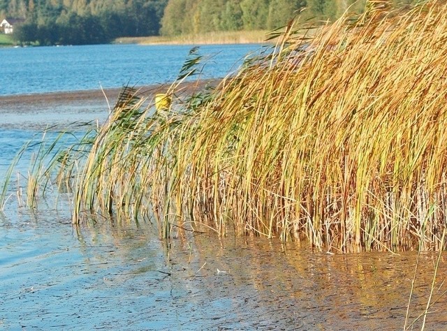 Przetarg na modernizację kąpieliska nad Jeziorem Czarownic został unieważniony.