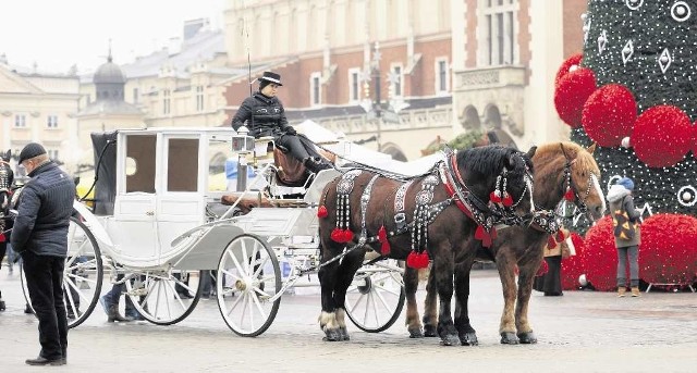 Dorożkarze zapewniają, że dbają o konie. Przypominają, że kontrole nie wykazały nieprawidłowości