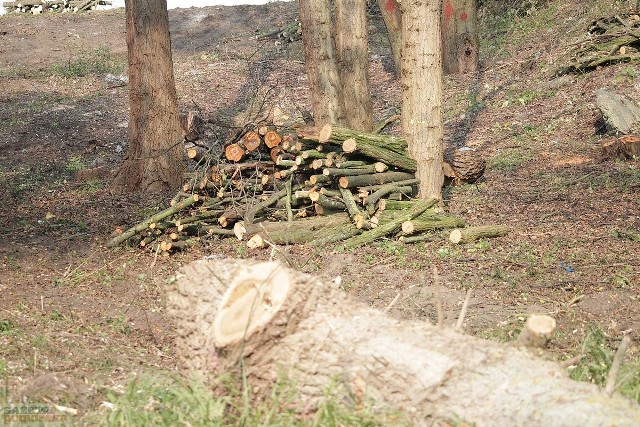 Szybko zmienia się krajobraz parku na Słodowie. Stare, chore drzewa w parku idą pod topór. Gałęzie są mielone. Widoczne stają się elementy dawnych pływalni. Na tym miejscu powstanie m.in. amfiteatr.