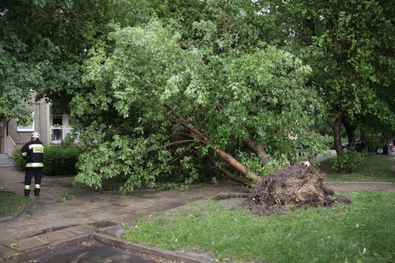 Powalone drzewo na ulicy Chełmskiej na osiedlu Malinka.