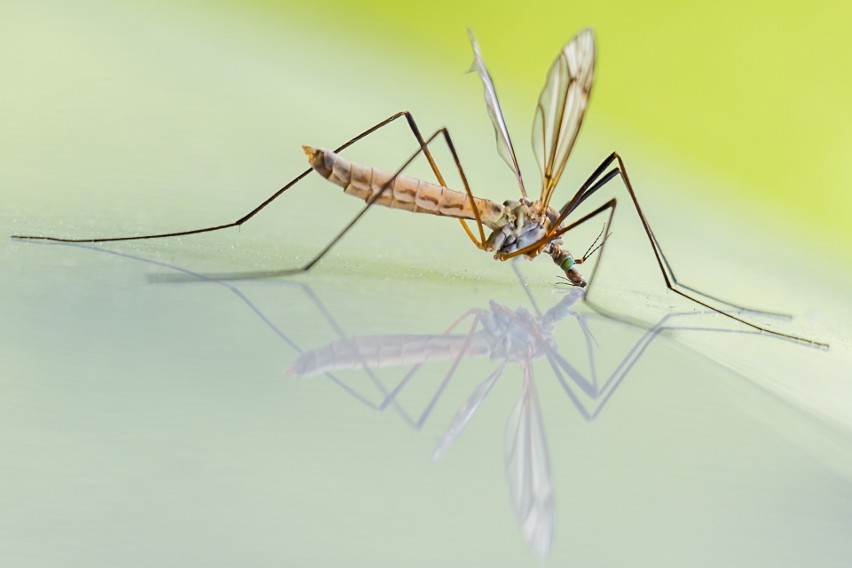 Komary są uciążliwe nie tylko z racji swoich ugryzień, ale...