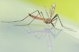 Niezawodne naturalne sposoby na komary. Sprawdzą się w domu w walce z uciążliwymi owadami