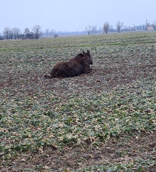 Do zwierzęcia wezwano powiatowego lekarza weterynarii