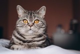 Tego nie wiedziałeś o kotach. 9 niezwykłych faktów o mruczkach, które Cię zaskoczą!
