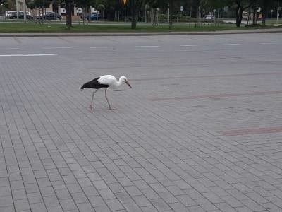 Stan zdrowia zagubionego bociana jednak nie był dobry