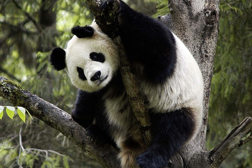 Panda Wielka (Ailuropoda melanoleuca) Od czasu utworzenia...