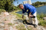 Szczury zaatakowały centrum Bydgoszczy. Jak walczyć z tą plagą?