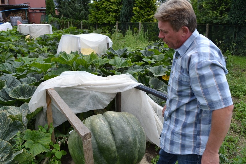 Gigantyczne warzywa w Raciborzu