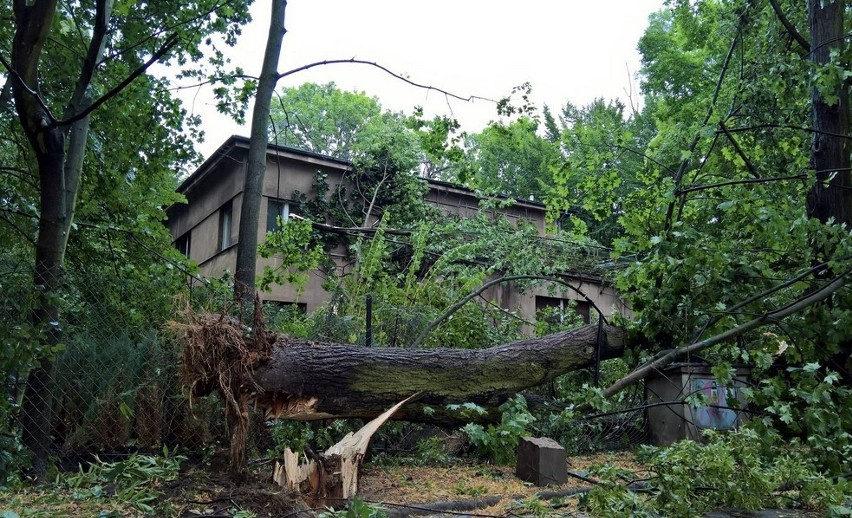 Burza w Łodzi 10.08. Wiatr wyrywał drzewa z korzeniami