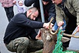 Ranny jeleń zabrany z osiedla Zachód w Stargardzie [ZDJĘCIA, WIDEO]