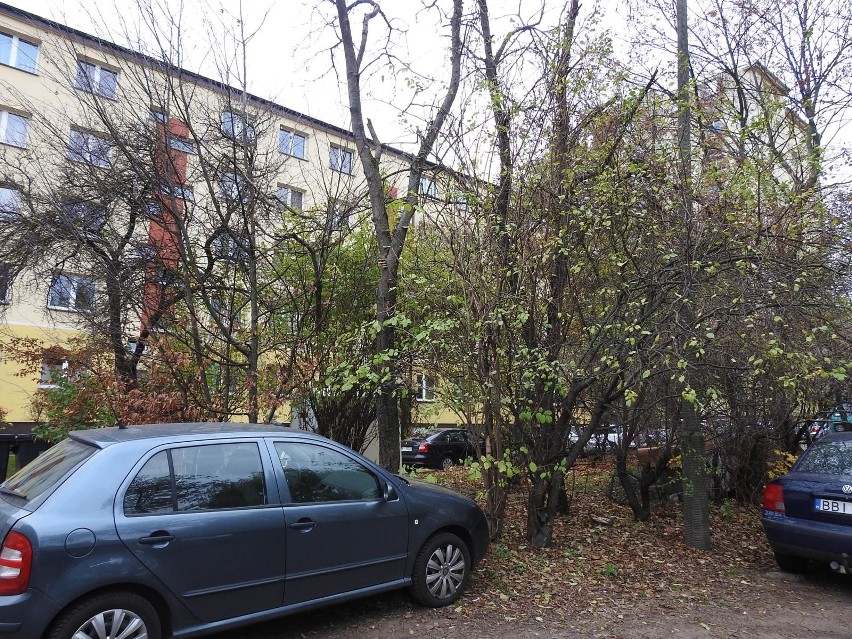 Tak wyglądają drzewa na zapleczu bloku przy ul. Skłodowskiej...