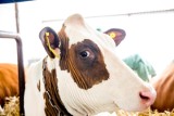 Najlepsi producenci mleka w powiecie wysokomazowieckim i mleczne statystyki poszczególnych gmin