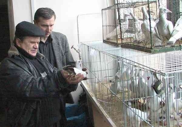 Srebrniaki polskie to rasa gołębi wysoko cenionych. Ceny ptaków osiągają nawet 3 tys. zł.