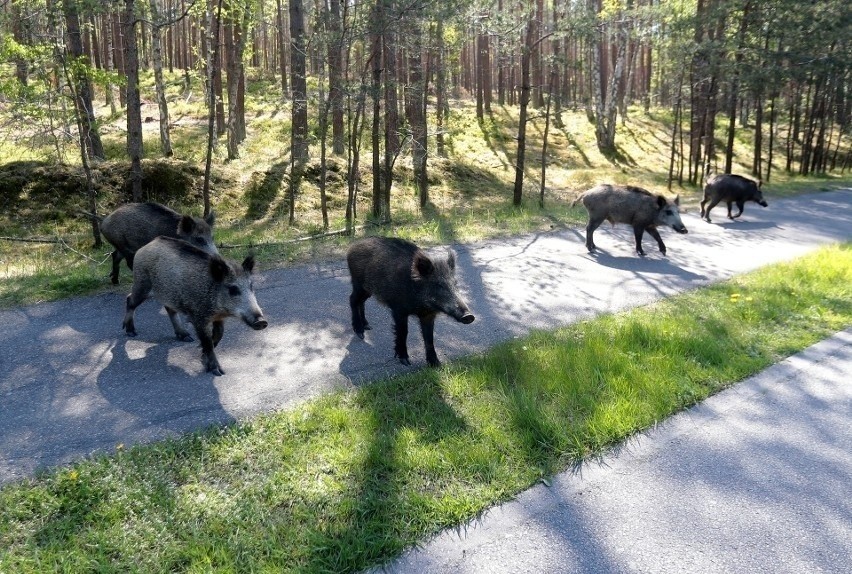 Świnoujście apeluje: nie dokarmiajcie dzików! Zwierzęta wskakują nawet na samochody