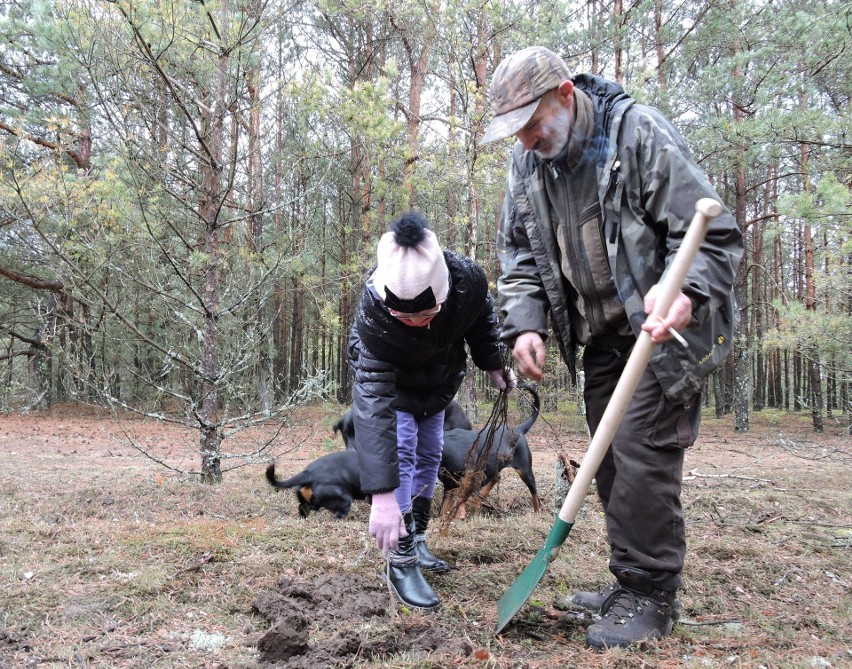 Dylewo. Myśliwi sadzili w lesie... jabłonki. Po co? [ZDJĘCIA]