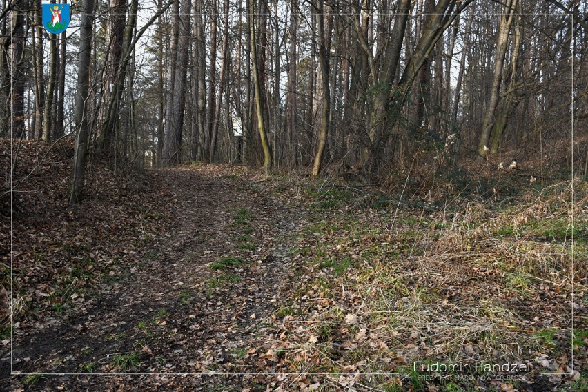 Nowy Sącz. Prezydent zapowiada odnowę Lasku Falkowskiego jeszcze w tym roku. Co tam będzie? [ZDJĘCIA]