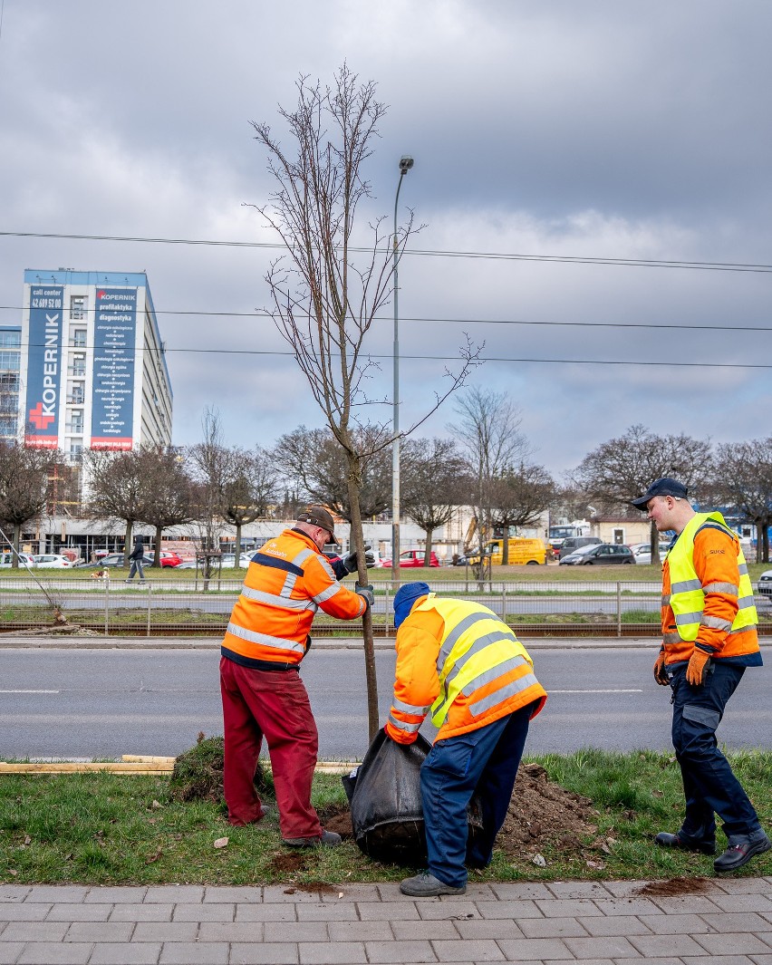 Zieleń w Łodzi. W mieście trwa wiosenne sadzenie drzew przy głównych ulicach i w miejskich lasach