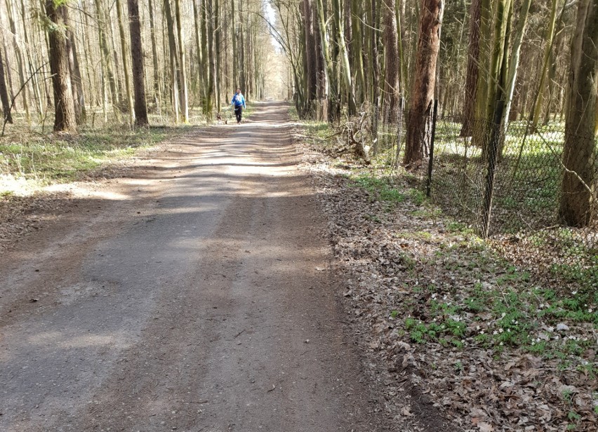 Rogowskie lasy w niedzielę, tuż przed zmianą stanowiska...