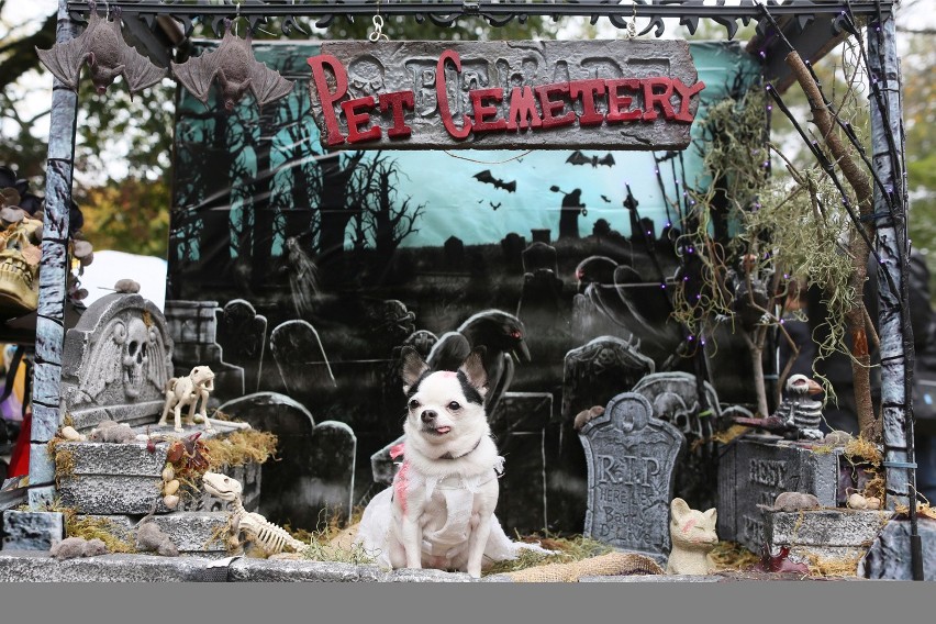 Sobota Halloween: Psy w przebraniach [ZDJĘCIA, WIDEO]