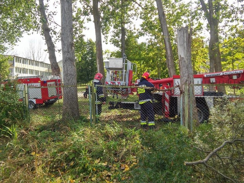 Kobietę i paralotnię z drzewa ściągali strażacy z OSP...