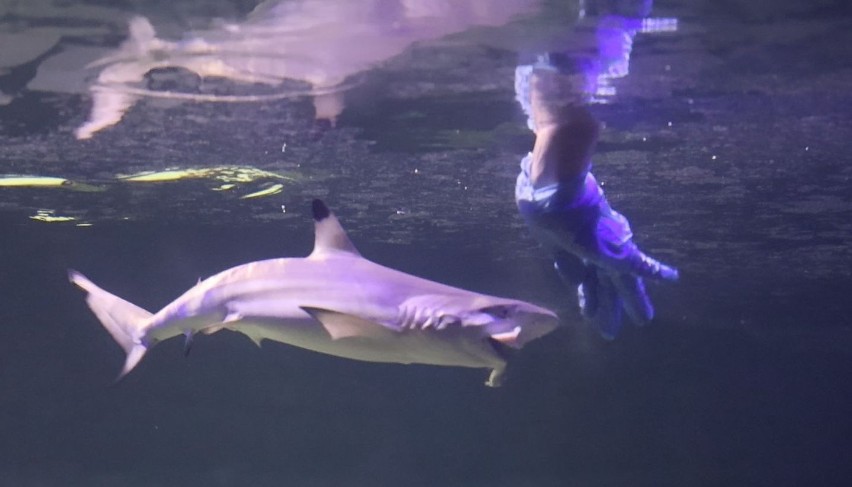 Co za widok! Oceanika w Kompleksie Świętokrzyska Polana w Chrustach ma małego rekina. Zobacz, jak go karmią