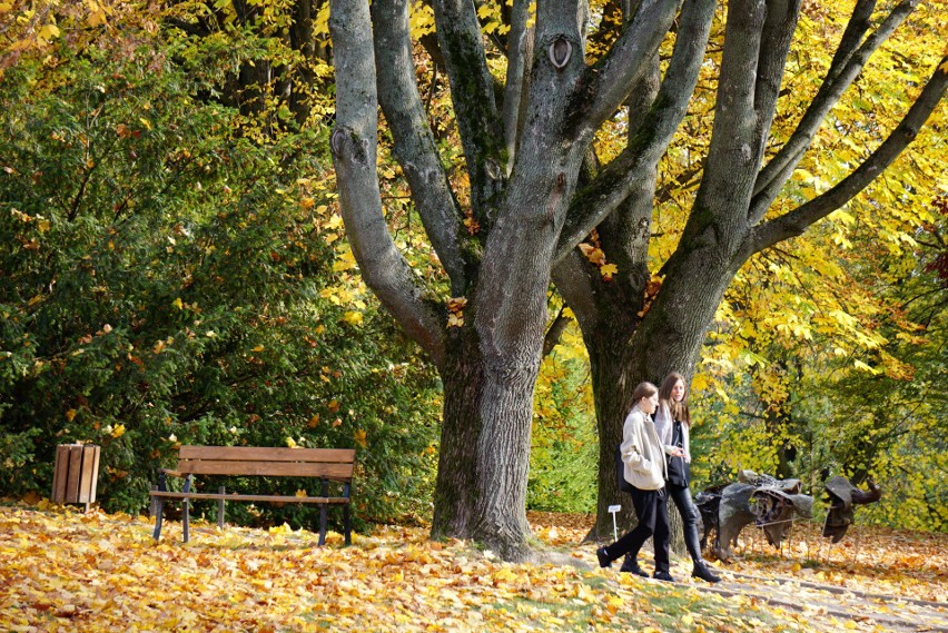 Ogród Botaniczny UMCS w pięknej jesiennej scenerii. Zobacz jak piękna jest jesień w Lublinie [ZDJĘCIA]
