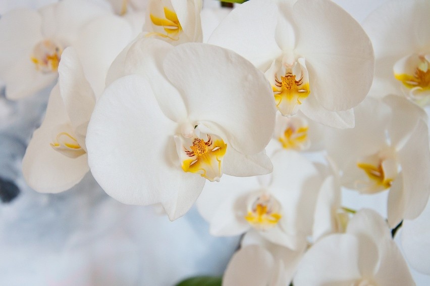 Orchidea jest najpopularniejszą rośliną przynoszącą...