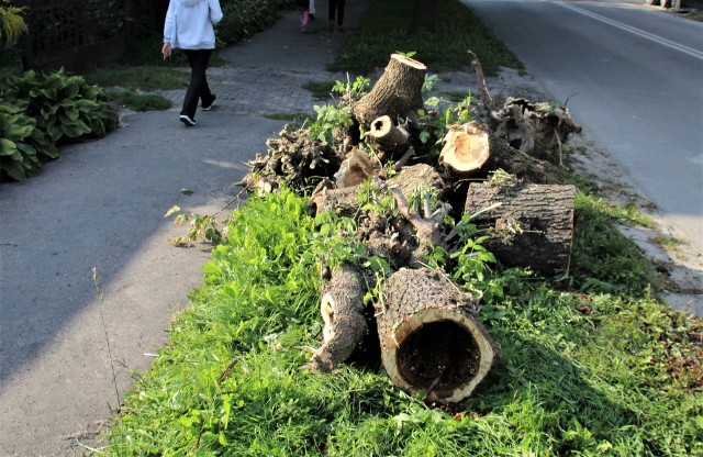 Drzewa zagrażające bezpieczeństwu są sukcesywnie usuwane w pasach drogowych. Tak się dzieje nie tylko po zimowych wichurach. Na zdjęciu efekt jednej z wycinek przy ul. Św. Piątka w Zamościu, Widać, że niektóre pnie były bardzo spróchniałe, puste w środku