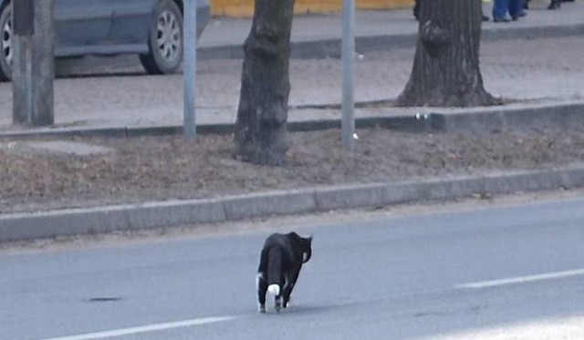 Kot, gdy tylko zobaczył strażaków, od razu uciekł z komory silnika samochodu