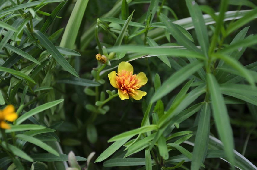 Aksamitka błyszcząca (Tagetes lucida)