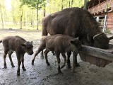 Pszczyna: W Zagrodzie Żubrów urodziły się dwa żubrzątka