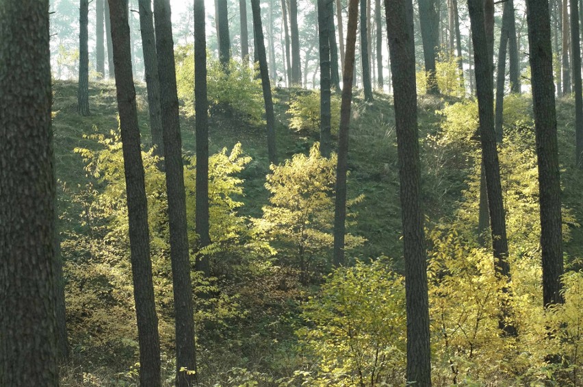 Piękna słoneczna pogoda zachęcała do niedzielnych (15...