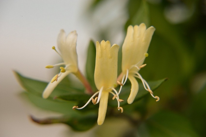 Wiciokrzew japoński (Lonicera japonica) to roślina ceniona w...